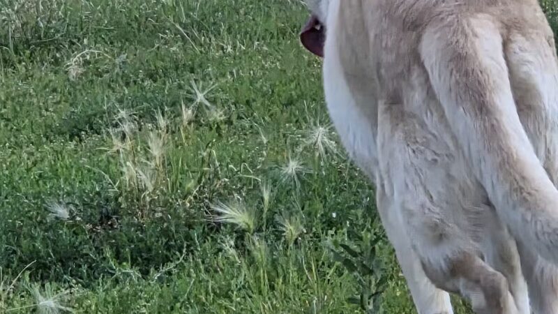 High Bridge Dog Park - St Paul, MN