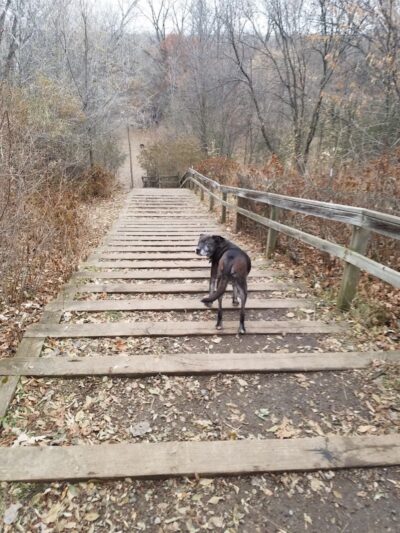 Arlington/Arkwright Off Leash Dog Park - St Paul, MN