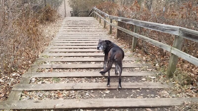 Arlington/Arkwright Off Leash Dog Park - St Paul, MN
