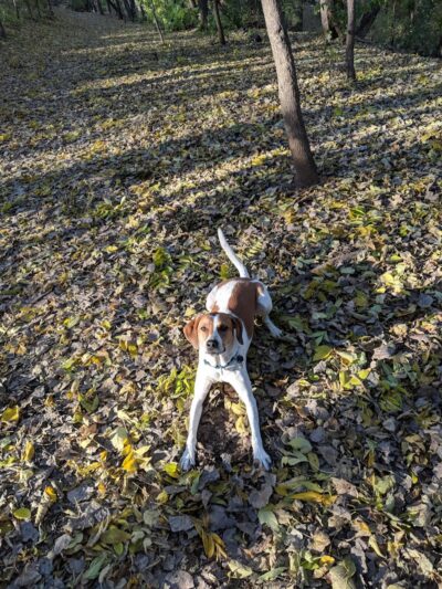 Arlington/Arkwright Off Leash Dog Park - St Paul, MN