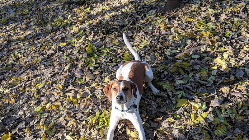 Arlington/Arkwright Off Leash Dog Park - St Paul, MN