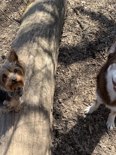 Arlington/Arkwright Off Leash Dog Park - St Paul, MN
