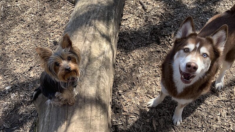 Arlington/Arkwright Off Leash Dog Park - St Paul, MN