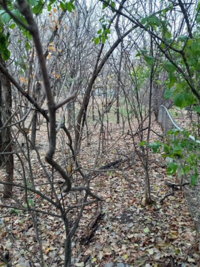 Arlington/Arkwright Off Leash Dog Park - St Paul, MN