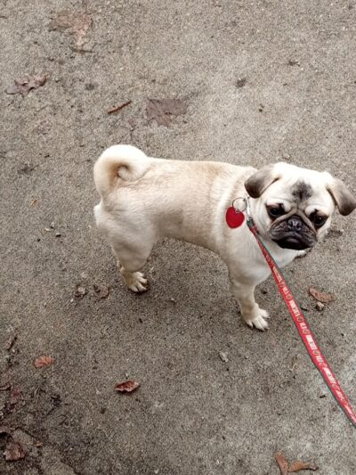 Arlington/Arkwright Off Leash Dog Park - St Paul, MN