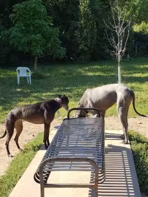 High Bridge Dog Park - St Paul, MN