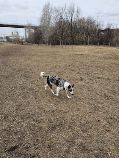 High Bridge Dog Park - St Paul, MN