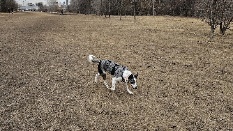 High Bridge Dog Park - St Paul, MN