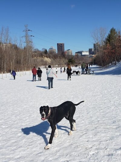 High Bridge Dog Park - St Paul, MN