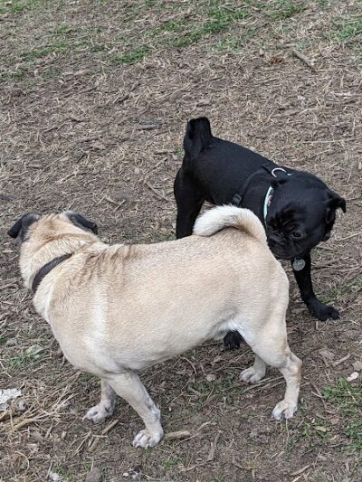 High Bridge Dog Park - St Paul, MN