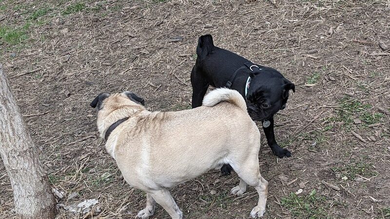 High Bridge Dog Park - St Paul, MN