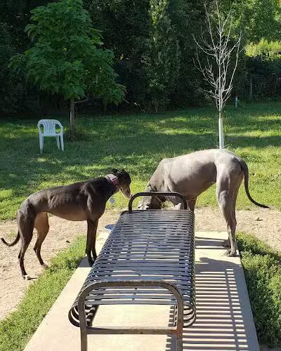 High Bridge Dog Park - St Paul, MN