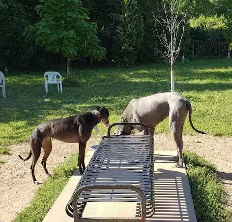 High Bridge Dog Park - St Paul, MN