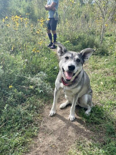 Lilydale Off-Leash Dog Park - St Paul, MN