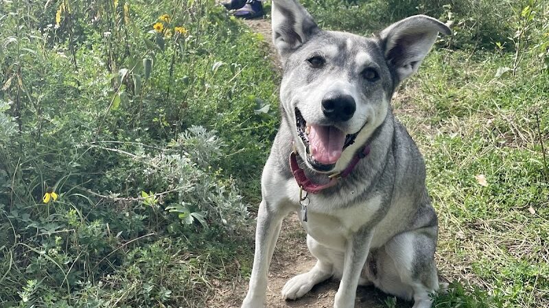 Lilydale Off-Leash Dog Park - St Paul, MN