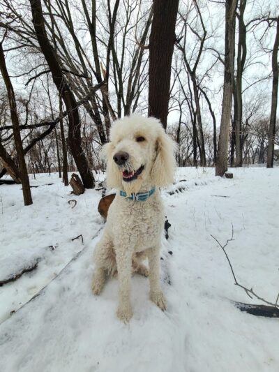 Lilydale Off-Leash Dog Park - St Paul, MN