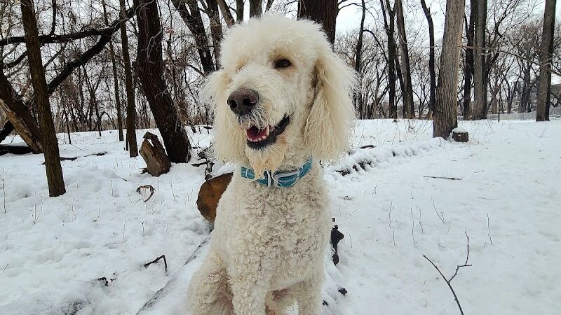 Lilydale Off-Leash Dog Park - St Paul, MN