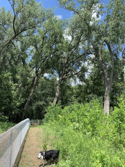 Lilydale Off-Leash Dog Park - St Paul, MN