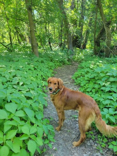Lilydale Off-Leash Dog Park - St Paul, MN