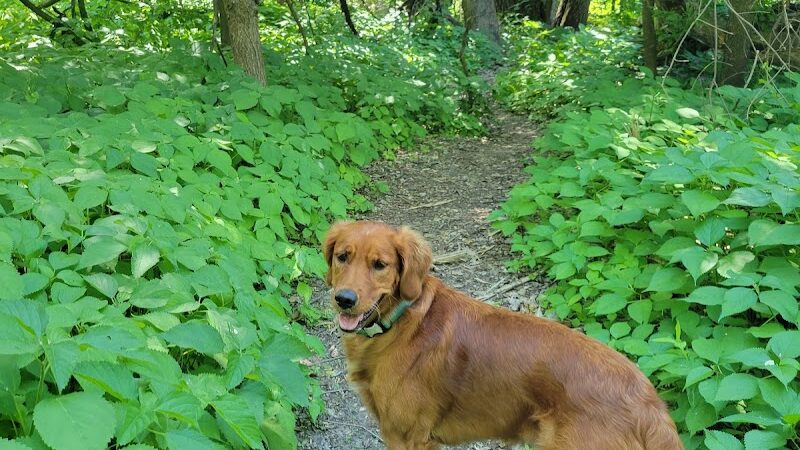 Lilydale Off-Leash Dog Park - St Paul, MN