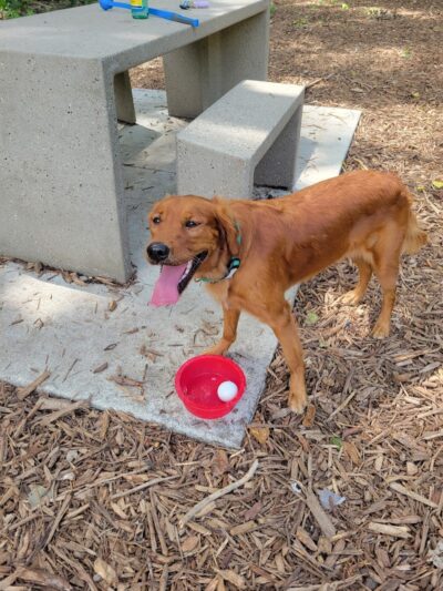 Lilydale Off-Leash Dog Park - St Paul, MN