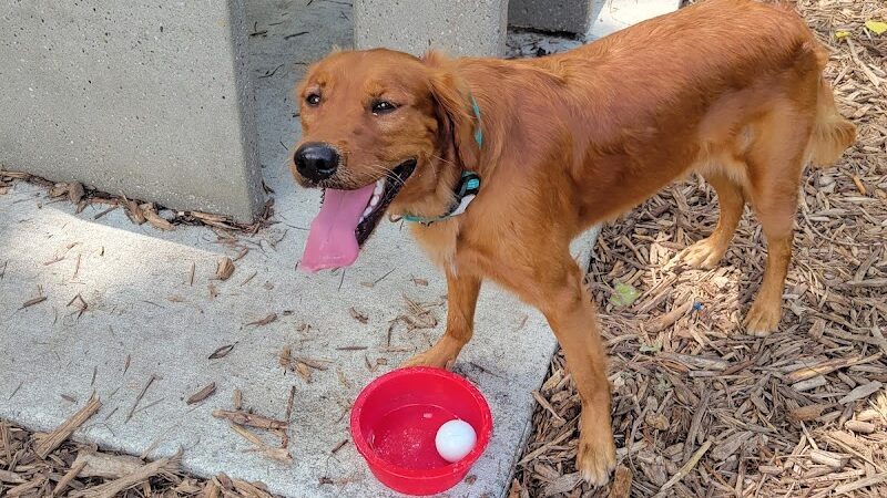 Lilydale Off-Leash Dog Park - St Paul, MN