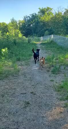 Lilydale Off-Leash Dog Park - St Paul, MN
