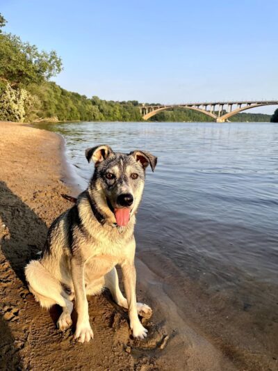 Meeker Island Dog Park - St Paul, MN