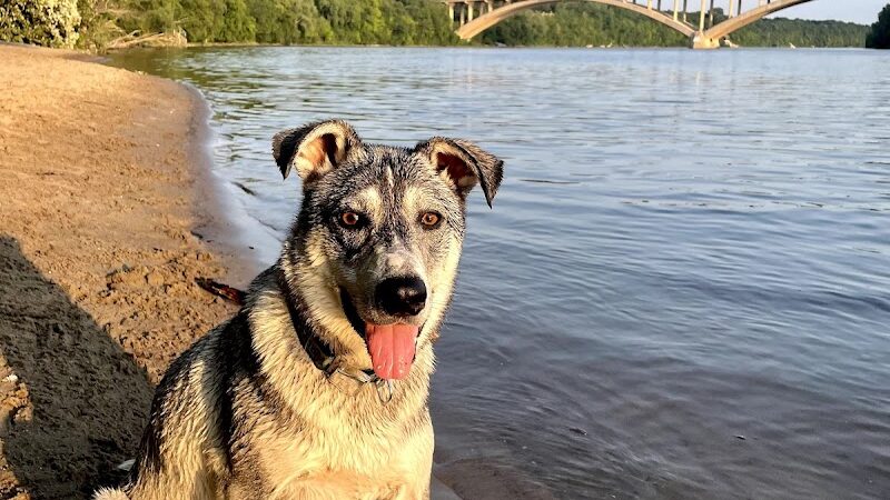 Meeker Island Dog Park - St Paul, MN