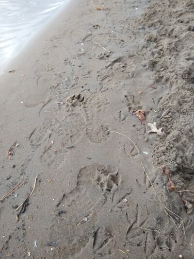 Meeker Island Dog Park - St Paul, MN