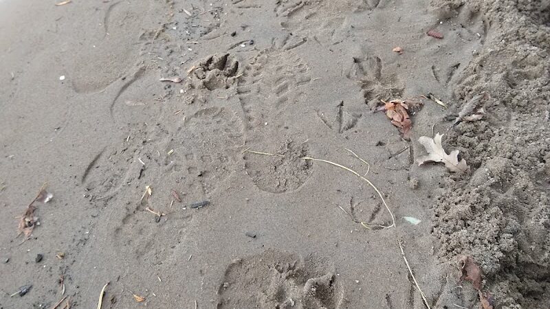 Meeker Island Dog Park - St Paul, MN