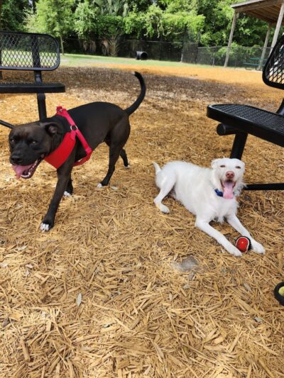 Epworth Dog Park - St Simons Island, GA
