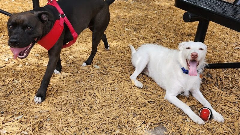 Epworth Dog Park - St Simons Island, GA