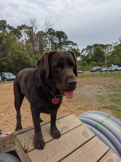Epworth Dog Park - St Simons Island, GA