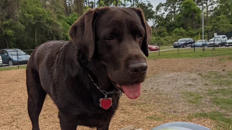 Epworth Dog Park - St Simons Island, GA