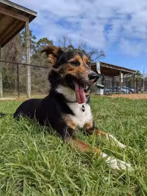 Epworth Dog Park - St Simons Island, GA