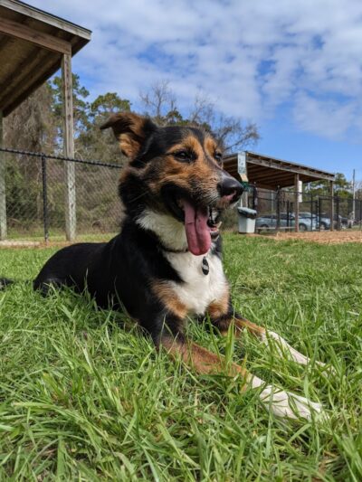 Epworth Dog Park - St Simons Island, GA