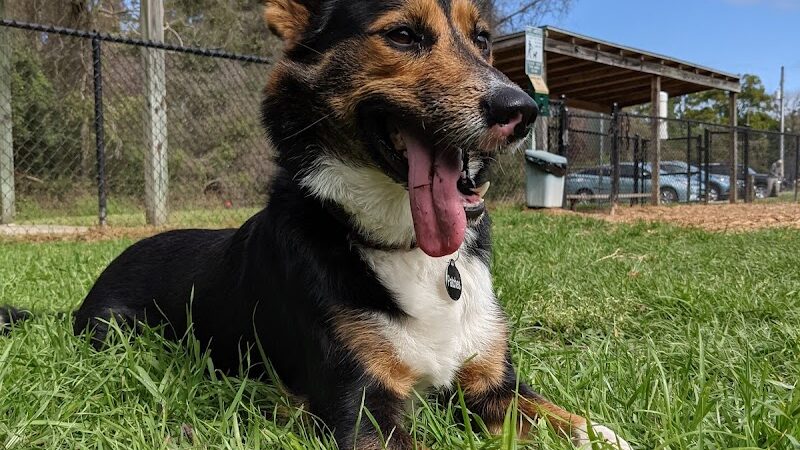 Epworth Dog Park - St Simons Island, GA