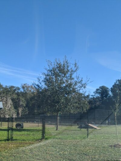 Epworth Dog Park - St Simons Island, GA