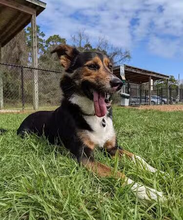 Epworth Dog Park - St Simons Island, GA