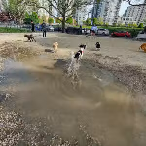 Harbor Point Dog Park - Stamford, CT