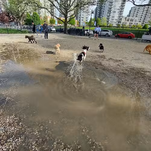 Harbor Point Dog Park - Stamford, CT
