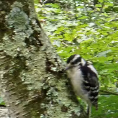 Mianus River Park - Stamford, CT