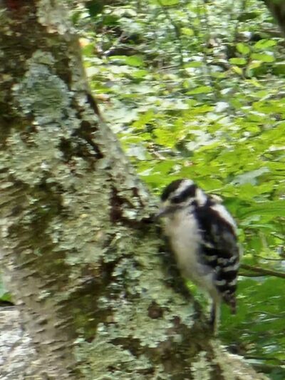Mianus River Park - Stamford, CT