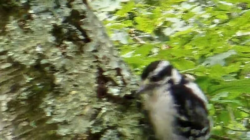 Mianus River Park - Stamford, CT