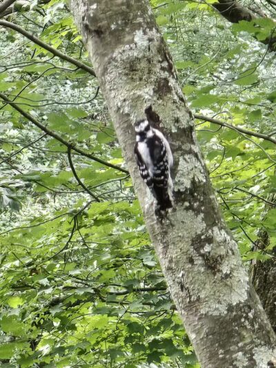 Mianus River Park - Stamford, CT