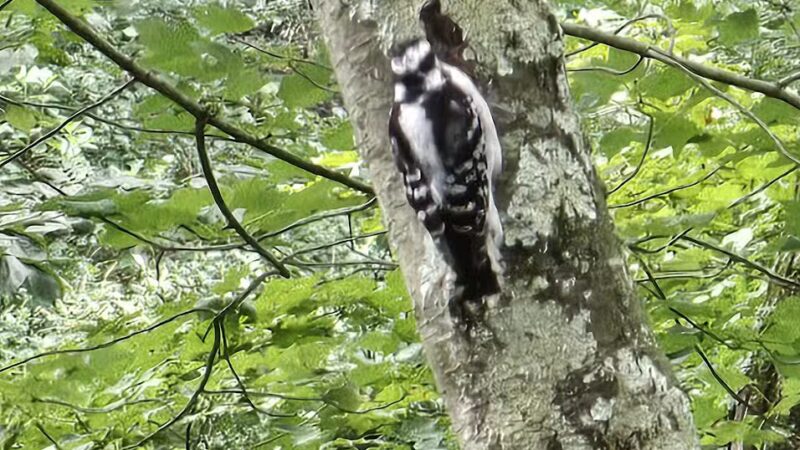 Mianus River Park - Stamford, CT