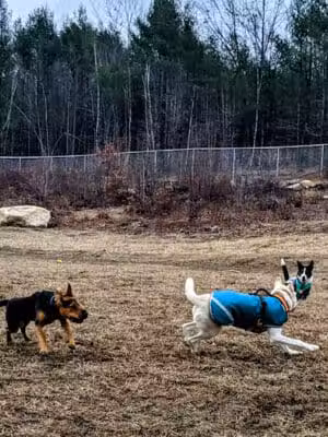 Standish Dog Park - Standish,