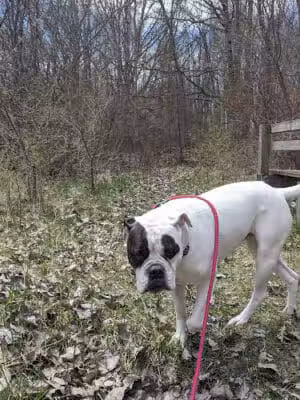 Standish Nature Preserve - Standish,