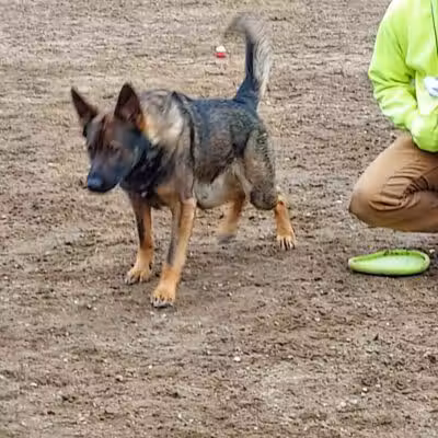 Standish Dog Park - Standish,